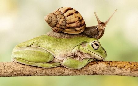 Những hình ảnh ấn tượng tuần qua - 14 Mọi người đứng trên ban công theo dõi lễ hội bò rượt San Fermin tại Pamplona, Tây Ban Nha.