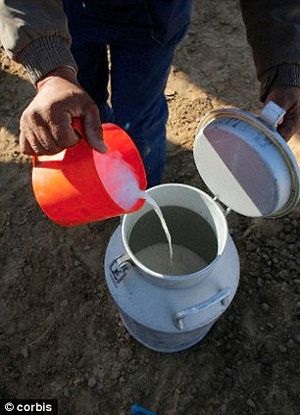 Sữa dê, thực phẩm không thể thiếu trong thực đơn vỗ béo