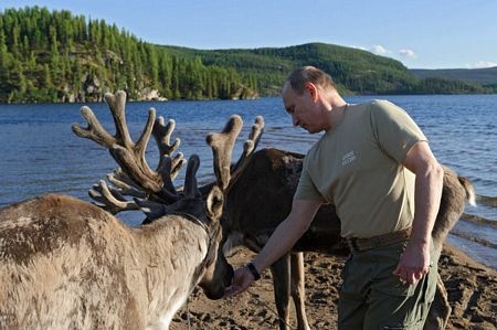 Putin câu được cá "khủng" - 15 Tổng thống Putin bên những con tuần lộc.
