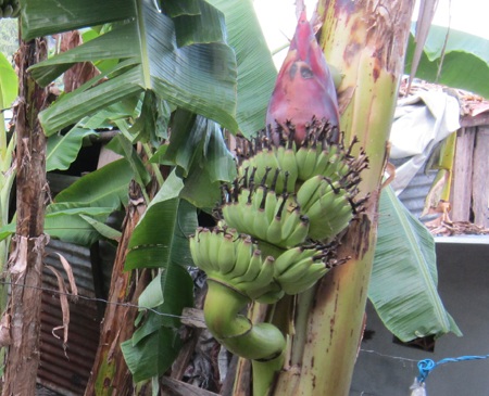 Khánh Hòa: Buồng chuối trổ ngược, hoa chĩa lên trời - 1 Khánh Hòa: Buồng chuối trổ ngược, hoa chĩa lên trời.