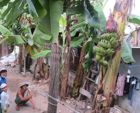 Khánh Hòa: Buồng chuối trổ ngược, hoa chĩa lên trời - 2 Khánh Hòa: Buồng chuối trổ ngược, hoa chĩa lên trời.