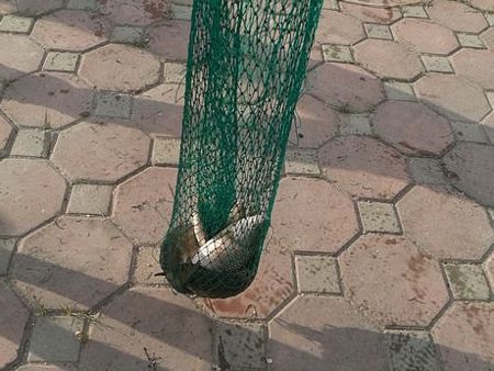 Cá được bày bán ngay trên vỉa hè với giá từ 15-30 nghìn/kg.