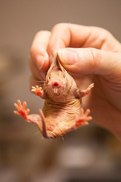 The world's ugliest sad-faced fish