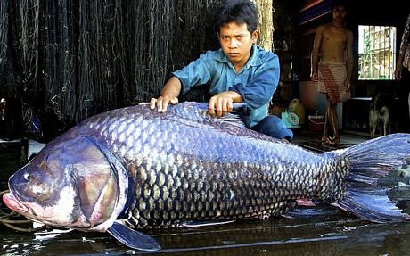 Những động vật "khủng" trong thế giới tự nhiên - 3 Những động vật khủng trong thế giới tự nhiên