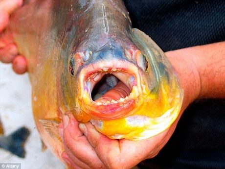Phát hiện cá thích cắn "của quý" trên sông Seine - 3 Cá pacu chủ yếu được phát hiện ở Nam Mỹ.