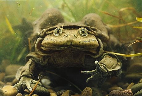 The world's ugliest sad-faced fish