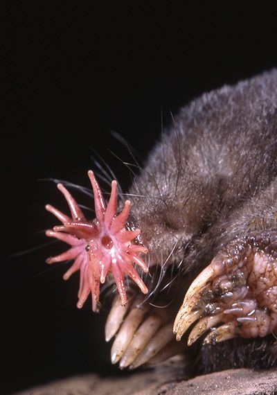 The world's ugliest sad-faced fish