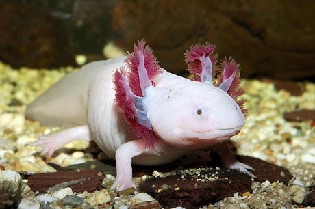 The world's ugliest sad-faced fish