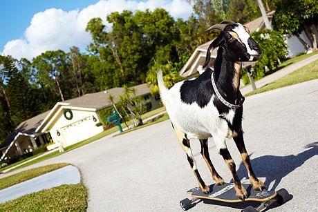 Những kỷ lục lập dị trong sách Guinness 2014 - 8 Con dê Happie, ở Florida, Mỹ, được ghi vào sách Guinness với thành tích trượt ván lâu nhất.