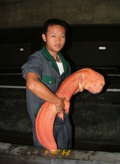 Những động vật "khủng" trong thế giới tự nhiên - 10 Những động vật khủng trong thế giới tự nhiên