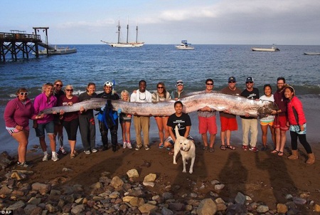 Xác cá Oarfish dài 5,5m.