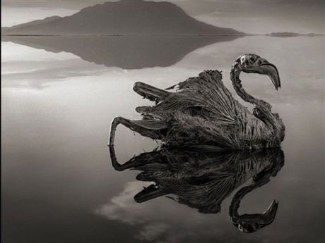 "Hồ độc" biến động vật thành đá - 1 Theo