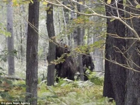 Phát hiện 2 "quái vật Bigfoot" ở Mỹ - 2 Hình ảnh 2 quái vật Bigfoot đi lại trong rừng.