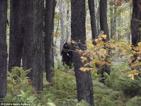 Phát hiện 2 "quái vật Bigfoot" ở Mỹ - 3 Hình ảnh 2 quái vật Bigfoot đi lại trong rừng.