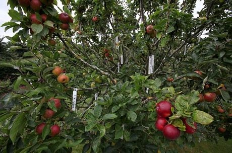 250 giống táo cùng phát triển trên một cây - 5 Nguyễn Thúy