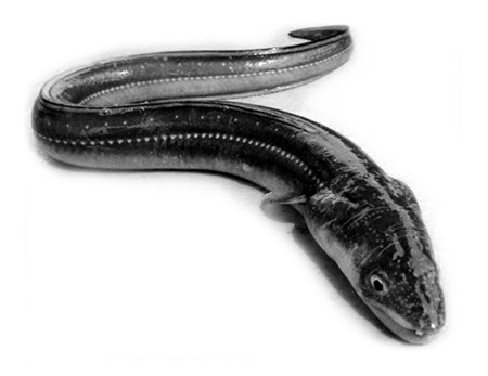 Quái vật hồ Loch Ness - Kho chuyện không bao giờ kể hết (2) - 3 Cá trèn - loài động vật dưới nước bị nghi là cùng loại với Nessie