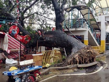Ảnh bão Haiyan tàn phá miền trung Philippines - 8 Gió bão quật đổ cây cổ thụ tại Barangay Mabolo, thành phố Cebu.