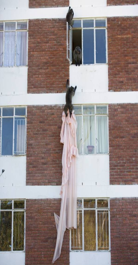 “Đạo chích” khỉ đột nhập nhà dân chôm đồ - 1 Nhóm “đạo chính” đang tìm đường tẩu thoát.