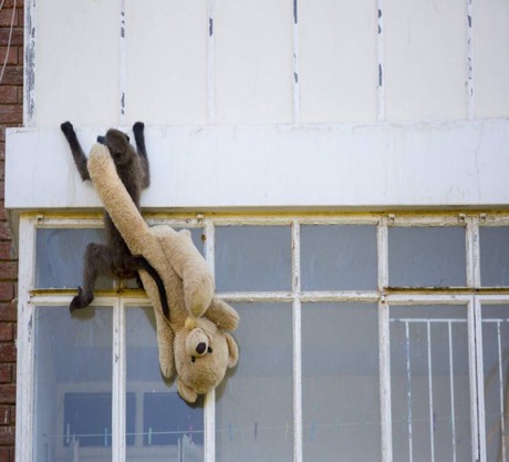 “Đạo chích” khỉ đột nhập nhà dân chôm đồ - 3 Một con khỉ đang rời khỏi ngôi nhà, mang theo một con gấu bông.