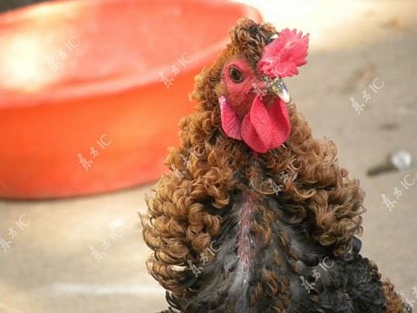 Gà trống có bộ lông xoăn tít như uốn - 1 Trần Hải