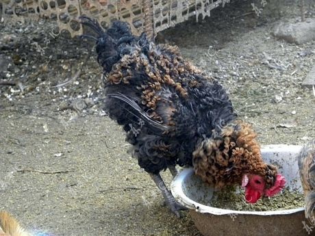 Gà trống có bộ lông xoăn tít như uốn - 2 Trần Hải