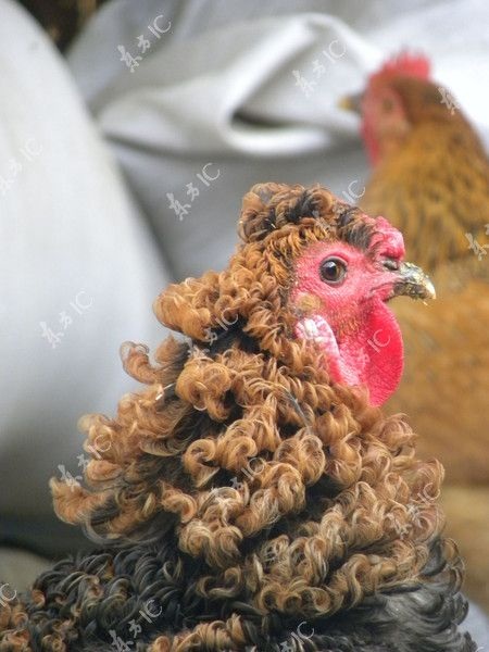 Gà trống có bộ lông xoăn tít như uốn - 3 Trần Hải