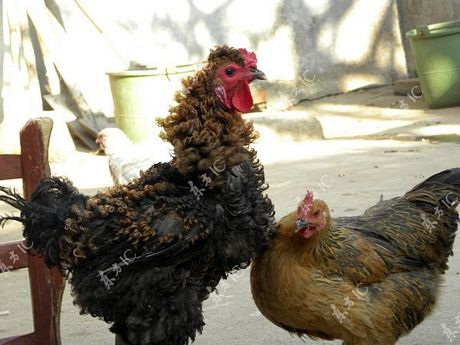 Gà trống có bộ lông xoăn tít như uốn - 4 Trần Hải