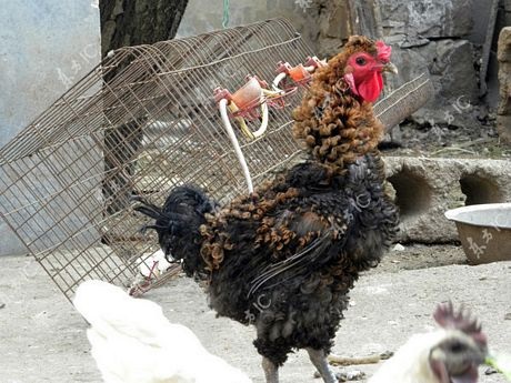 Gà trống có bộ lông xoăn tít như uốn - 5 Trần Hải