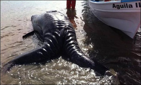 Đây được tin là cặp cá voi xám dính liền đầu tiên trên thế giới.