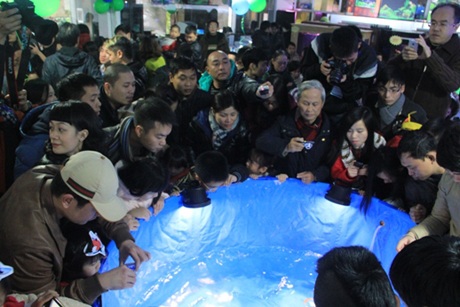 Hà Nội: Xuất hiện con cá chép Nhật giá 200 triệu đồng - 1 Hàng trăm người chen chân xem những con cá Koi đắt nhất Việt Nam