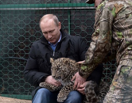 Ông Putin chơi với một con báo.