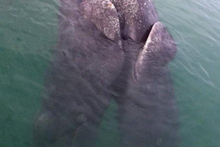 Cặp cá voi dính nhau ở phần bụng.