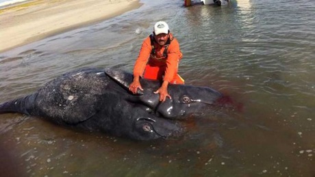 Cặp cá voi đã chết khi được phát hiện.