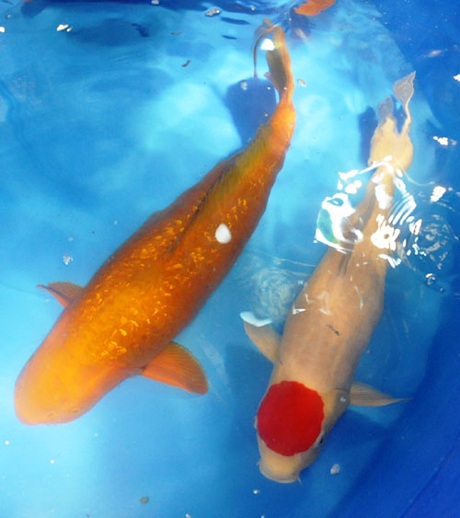Hà Nội: Xuất hiện con cá chép Nhật giá 200 triệu đồng - 3 Con Koi Ginrin Red Chagoi (trái) và con Koi Tancho