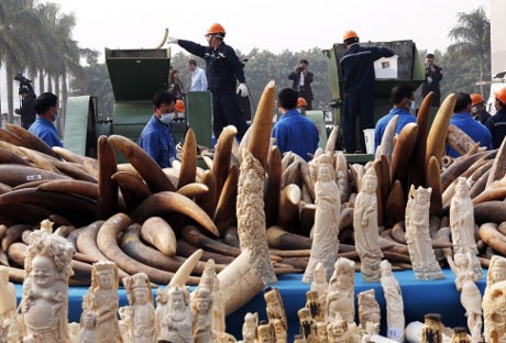 Nhân viên bán hàng Hồng Kông bày cách buôn lậu ngà voi cho khách - 2 Ngà voi lậu bị tiêu hủy công khai tại Đông Quản, tỉnh Quảng Đông, Trung Quốc hồi tháng 1.