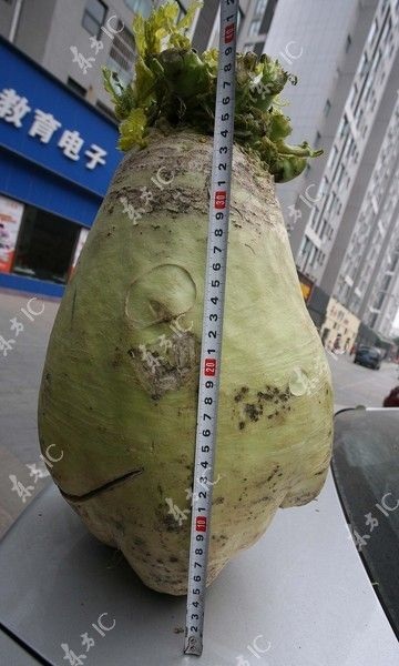 Củ cải khổng lồ nặng 9 kg - 1 Củ cải nặng 9 kg, dài 42 cm và phần ngang to nhất của củ cải là 23 cm.
