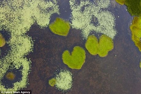 Ngây ngất với những trái tim lãng mạn giữa thiên nhiên - 5 Hồ nước hình trái tim ở phía bắc Playa del Carmen tại Mexico.