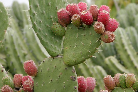 Nấu bia từ cây xương rồng - 1 Xương rồng Nopal.