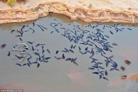 Hà mã bỏ mạng sau cuộc chiến đẫm máu với cá sấu - 2 Đàn hà mã trên dòng nước của công viên quốc gia Nam Luangwa ở Zambia
