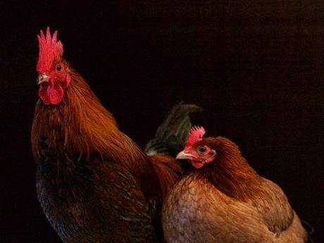 Bảy cách làm mẹ vô cùng kỳ quặc của động vật - 1 Bảy cách làm mẹ vô cùng kỳ quặc của động vật