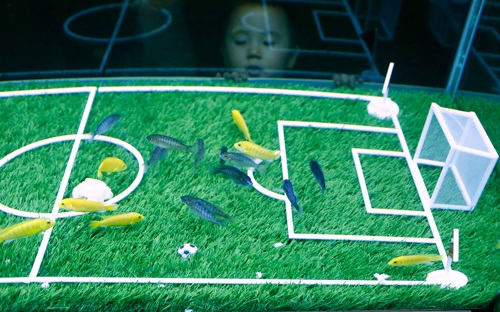 Word Cup Fish ở Trung Quốc (ảnh: China Daily)