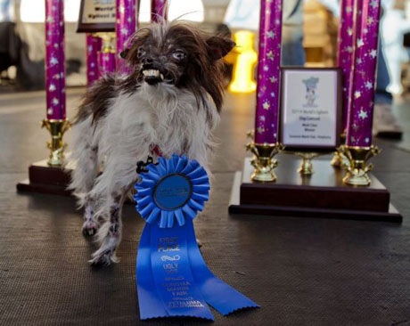 Chó xấu xí nhất thế giới lộ diện