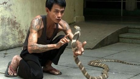 Người đàn ông bị rắn hổ mang chúa cắn 4 lần vẫn sống khỏe - 1 Sein Tin chơi đùa cùng một con rắn hổ mang. (Nguồn: AFP)