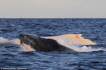 Chú cá voi lưng gù cùng bầy đàn của mình đang thực hiện chuyến di cư hàng năm