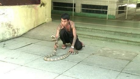 Người đàn ông bị rắn hổ mang chúa cắn 4 lần vẫn sống khỏe - 2 Sein Tin chơi đùa cùng một con rắn hổ mang. (Nguồn: AFP)