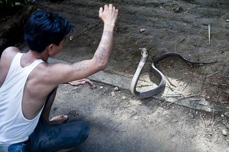 Người đàn ông bị rắn hổ mang chúa cắn 4 lần vẫn sống khỏe - 3 Sein Tin chơi đùa cùng một con rắn hổ mang. (Nguồn: AFP)