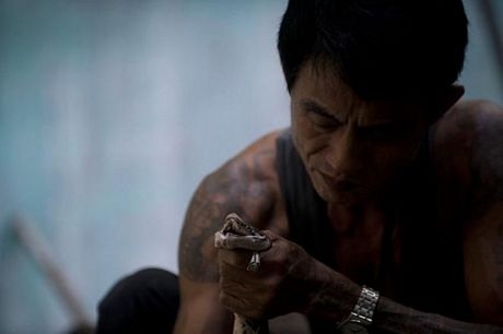 Người đàn ông bị rắn hổ mang chúa cắn 4 lần vẫn sống khỏe - 4 Sein Tin lấy nọc độc của con rắn hổ mang chúa. (Nguồn: AFP)