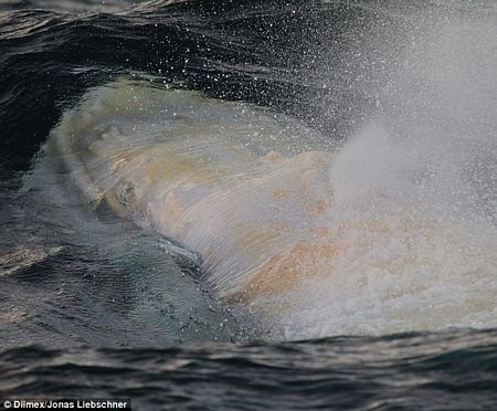 Vẻ đẹp của chú cá voi lưng gù bạch tạng