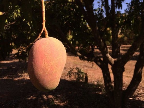 Một nông dân Australia phát triển giống xoài có mùi vị dừa - 1 Một quả xoài malibu. (Nguồn: abc.net.au)