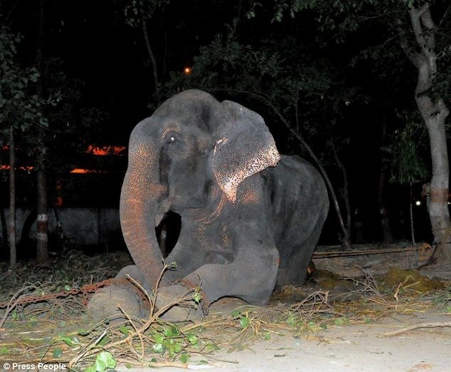 Chú voi rơi lệ khi được tháo xích sau nửa thế kỷ bị hành hạ - 1 Voi Raju rơi nước mắt khi thấy có người đến giải cứu. (Nguồn: Press People)
